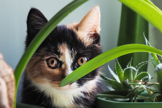 Foto un bellissimo e simpatico gattino a tre capelli tra le piante