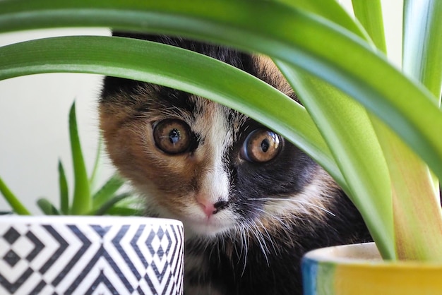 Photo a beautiful and cute kitten threehaired in plants