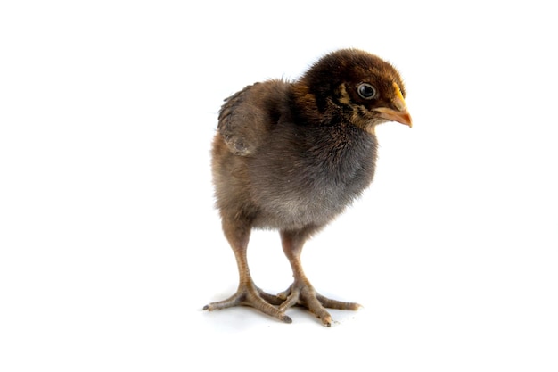 Beautiful cute little chicken isolated on white