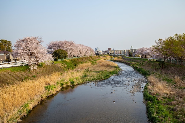 Foto bella e carina fiori di ciliegio rosa sfondo sfondo soft focus tokyo giappone