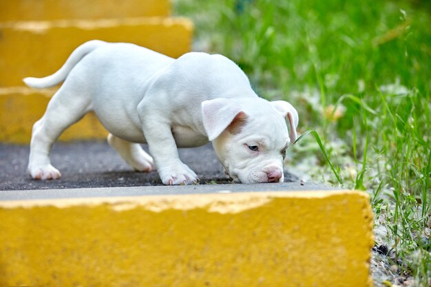 Beautiful and cute puppy American bulli on a concrete background, urban stairs.