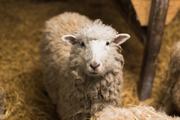 Beautiful and cute sheep inside the farm eat hay.