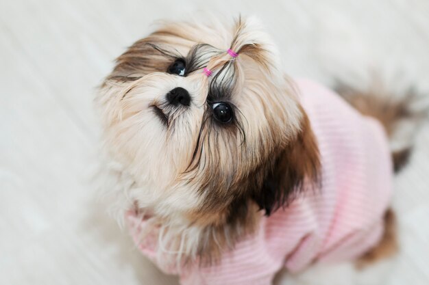 Beautiful cute shih tzu puppy in pink clothes looks up