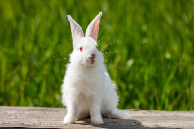 beautiful cute white rabbit on natural green background