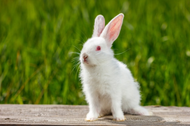 自然の緑の背景に美しいかわいい白ウサギ