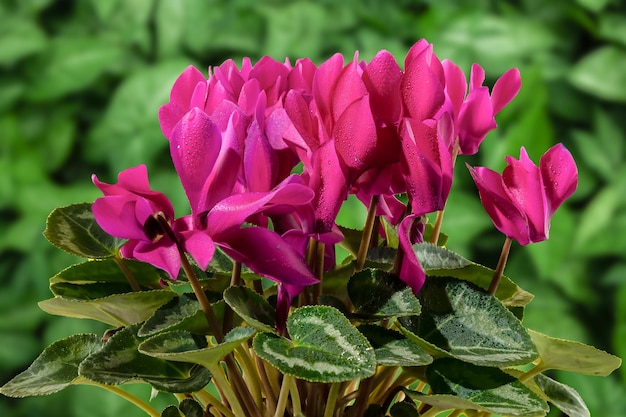 Beautiful cyclamen with red flowers and green leaves