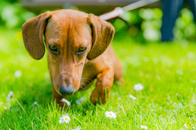 Beautiful dachshund puppy walking on green grass with daisies flowers in a park in the Netherlands