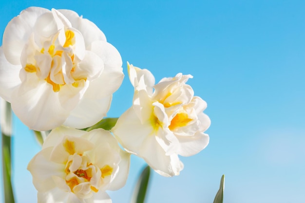 Beautiful daffodils on background blue sky