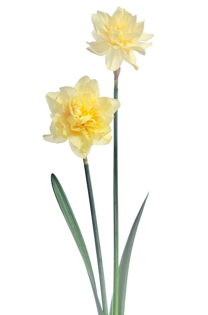 Beautiful daffodils isolated on white