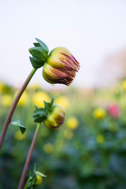 庭の木にぼやけた背景を持つ美しいダリアの花のつぼみ