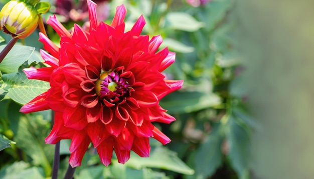 Beautiful Dahlia flower closeup photo at nature with a green background