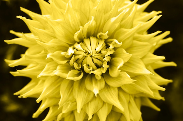 Beautiful dahlia flower in the garden