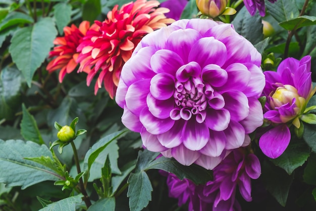 Beautiful dahlia flower in the garden