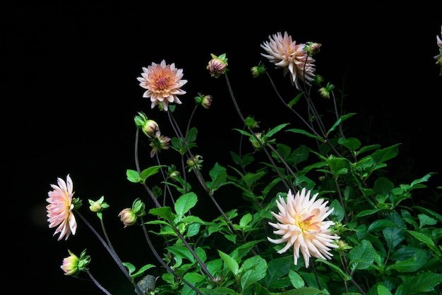 庭の雨の滴と黒の背景に分離された美しいダリアの花