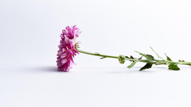 A beautiful dahlia flower isolated on white background