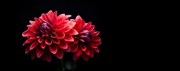 beautiful dahlia flower macro blank space ai generative design