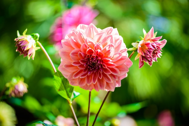 Beautiful Dahlia flowers