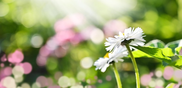 Beautiful daisies in the sun