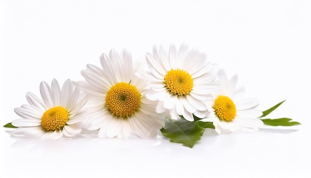 Beautiful daisies on a white background Studio shot