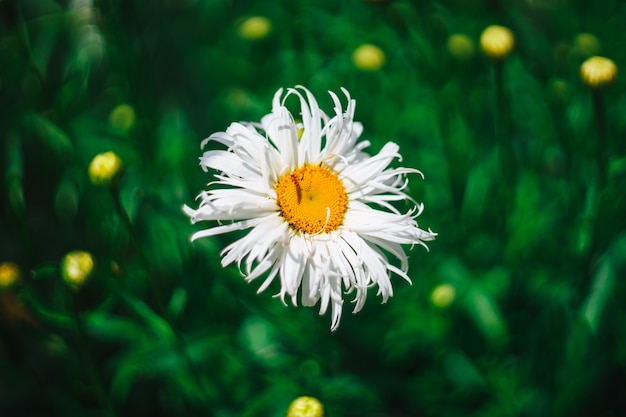 Beautiful daisy flower. Chamomile. Blooming flower.