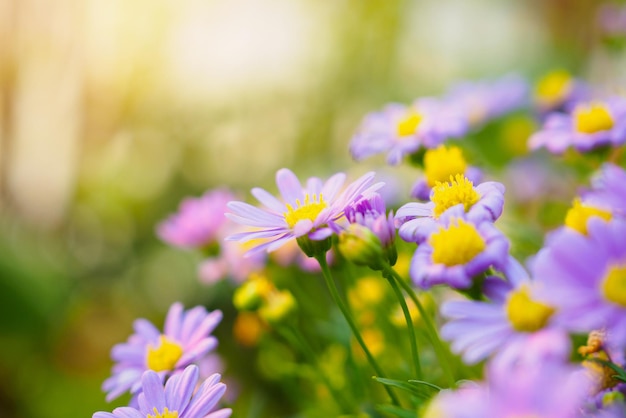 Beautiful daisy flowers on green meadow