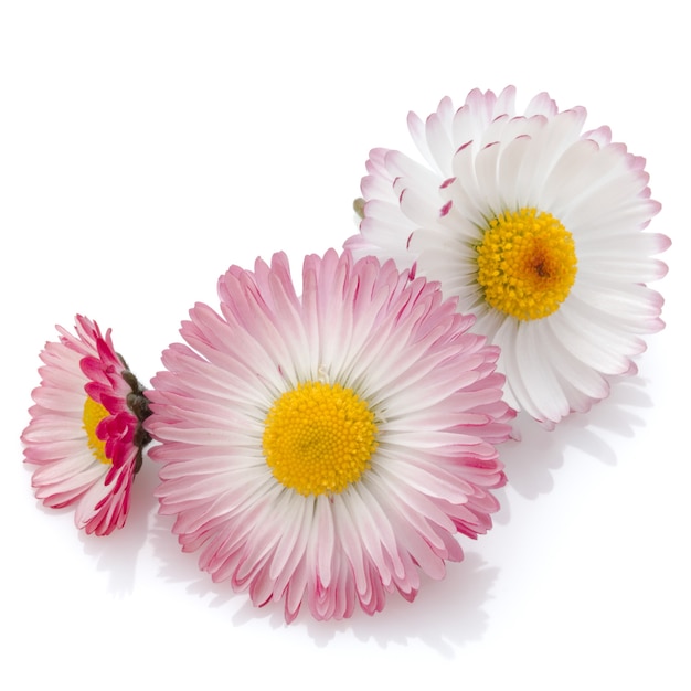 Beautiful daisy flowers isolated on white cutout