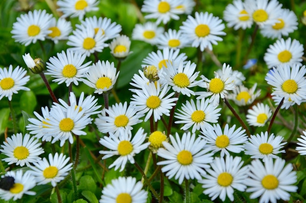 写真 春の日には美しいデイジーの花。