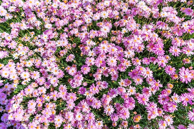 beautiful daisy flowers