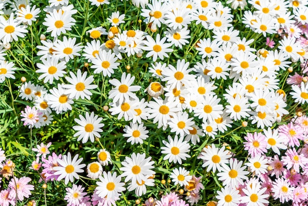 beautiful daisy flowers