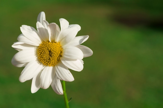 Photo beautiful daisy with blurred background