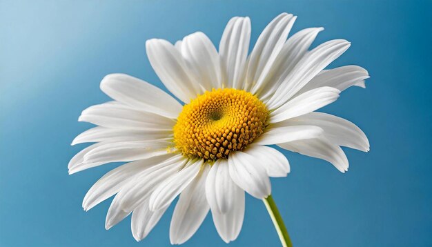 Beautiful daisy with white petals on blurred blue background Spring flower