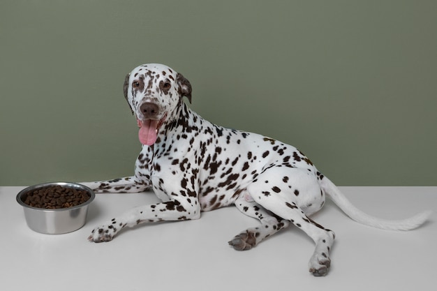 Beautiful dalmatian dog eating