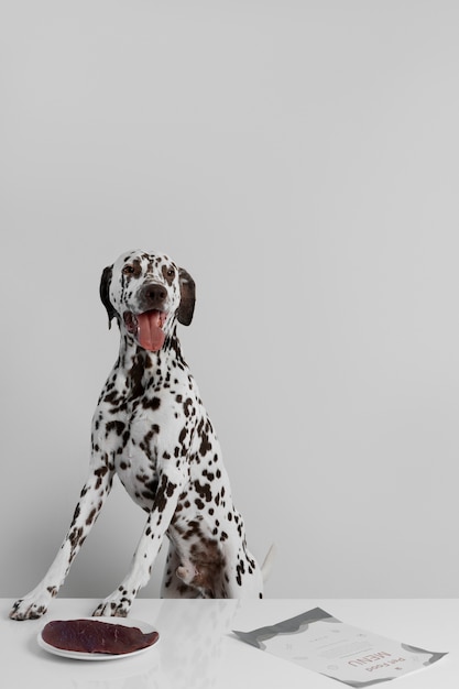 Photo beautiful dalmatian dog eating