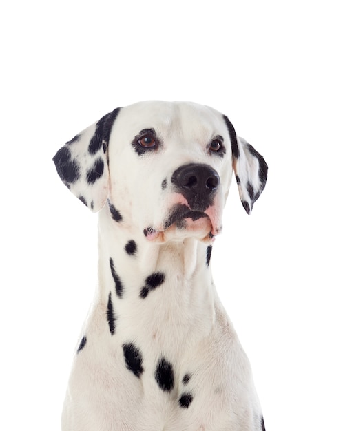 Beautiful dalmatian dog