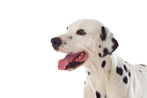 Beautiful dalmatian dog