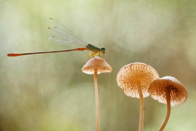 Beautiful Damselflies On Nature Place