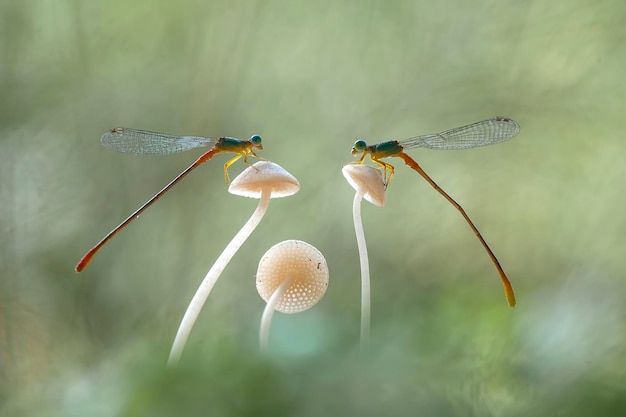 Photo beautiful damselflies on nature place