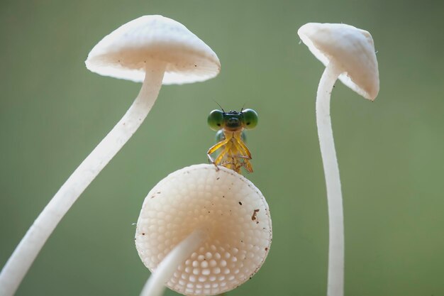 Beautiful Damselflies On Nature Place