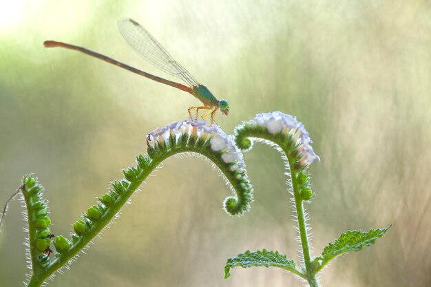 자연 장소에 아름다운 Damselflies