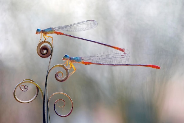 Beautiful Damselflies On Nature Place