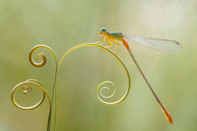 Foto belle damigelle sul luogo della natura