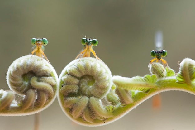 Foto belle damigelle sul luogo della natura