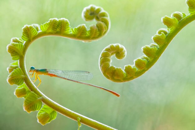 Beautiful damselflies on nature place