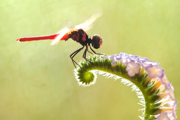 Beautiful damselflies on nature place