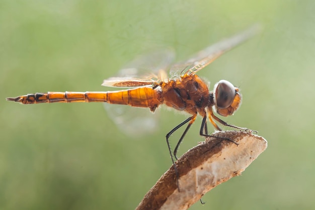 Beautiful Damselflies On Nature Place