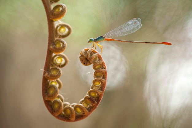 Photo beautiful damselflies on nature place