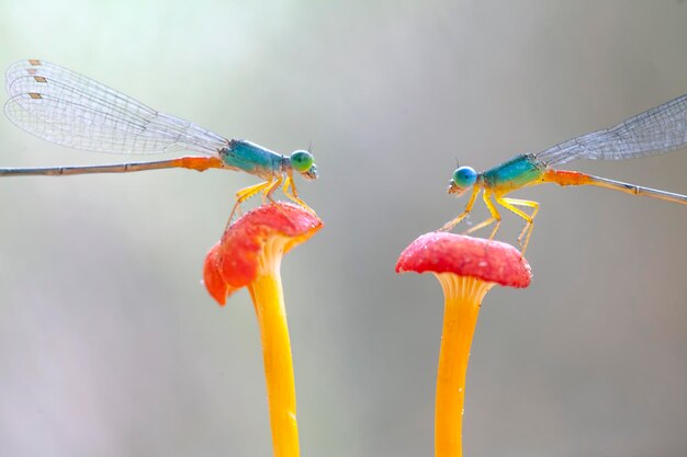 Beautiful Damselflies On Nature Place