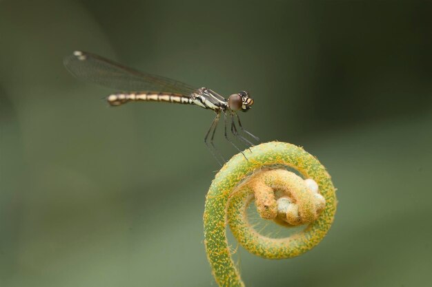 Photo beautiful damselflies on nature place