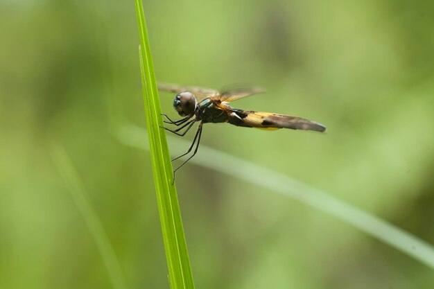 Photo beautiful damselflies on nature place