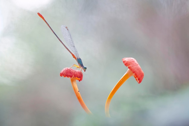 자연 장소에 아름다운 Damselflies